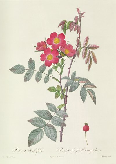 Rosa Rubrifolia von Pierre Joseph Redouté
